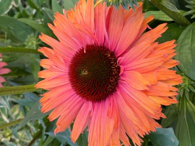 Tarhapunahattu Rainbow