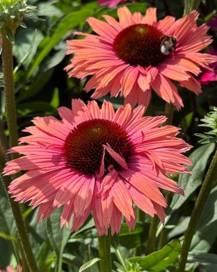 Tarhapunahattu Rainbow 3 kpl