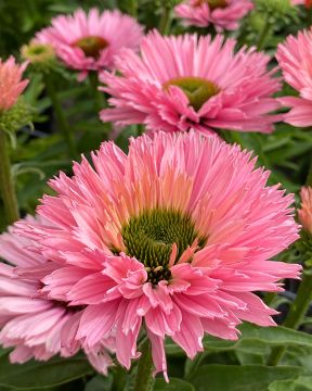 Tarhapunahattu Salmon