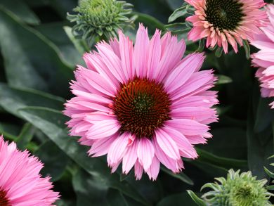 Tarhapunahattu Salmon 3 kpl