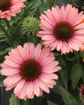 Tarhapunahattu Salmon 3 kpl