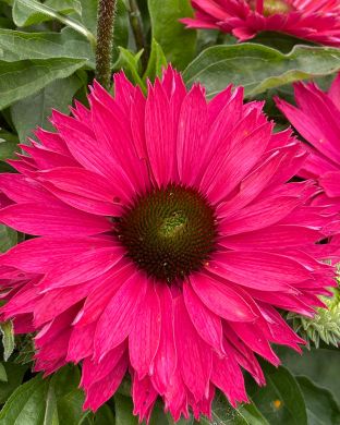 Tarhapunahattu Sweet Fuchsia 3 kpl