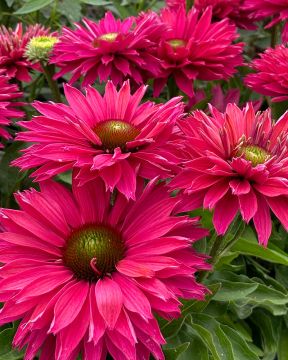 Tarhapunahattu Sweet Fuchsia 3 kpl