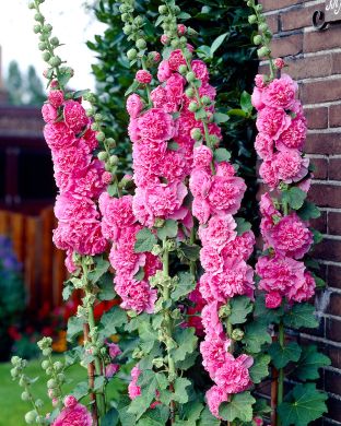 Tarhasalkoruusu -lajitelma 6 kpl