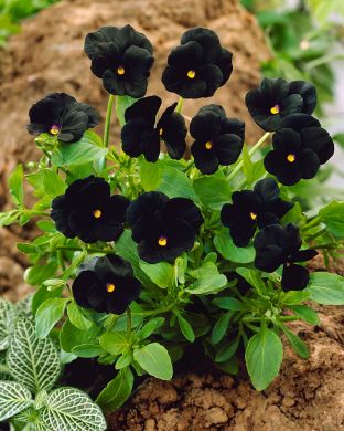 Tarhasarviorvokki Molly Sanderson 3 kpl