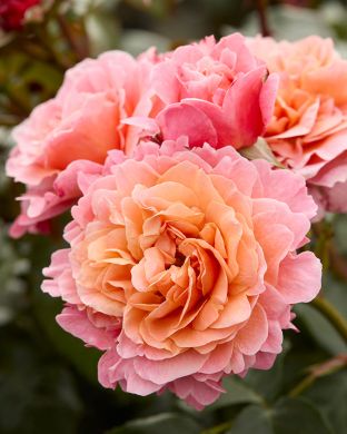 Tertturuusu Marie Curie