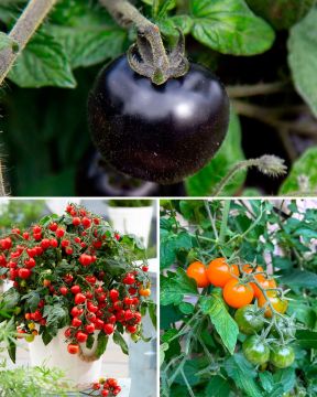 Tomaatinystävän mix 3 kpl