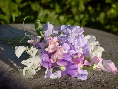 Tuoksuherne Spring Sunshine Above the Clouds