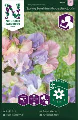 Tuoksuherne Spring Sunshine Above the Clouds