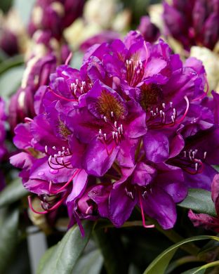 Turkinalppiruusu Marcel Menard