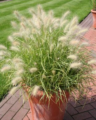 Untuvasulkahirssi Fluffy