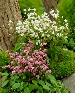 Valkovarjohiippa mix 6 kpl