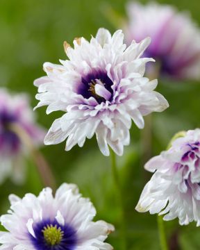 Valkovuokko Blue Eyes 3 kpl