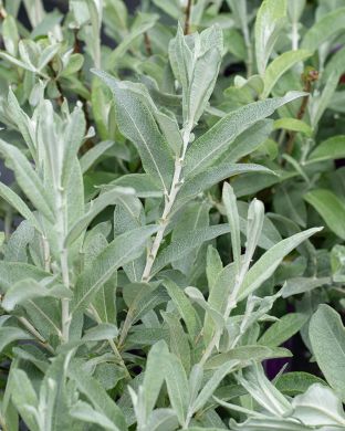 Vanupaju Iceberg Alley