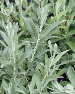 Vanupaju Iceberg Alley