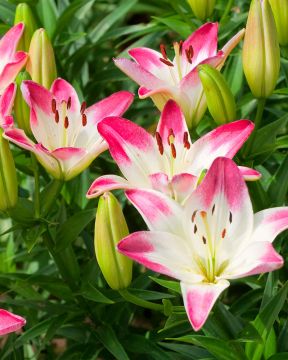 Värililja Lollypop 5 kpl