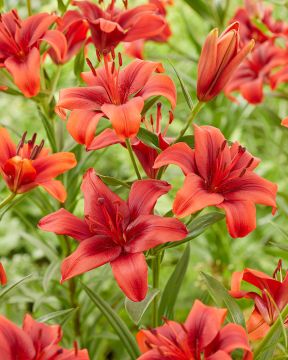 Värililja Rapid Red 10 kpl