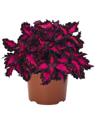 Värinokkonen Royalty