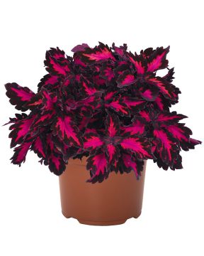 Värinokkonen Royalty