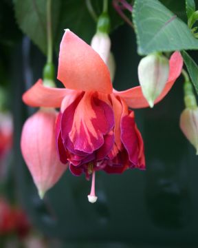 Verenpisara Bicentennial 3 kpl