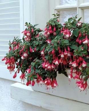 Verenpisara Lady Thumb 3 kpl