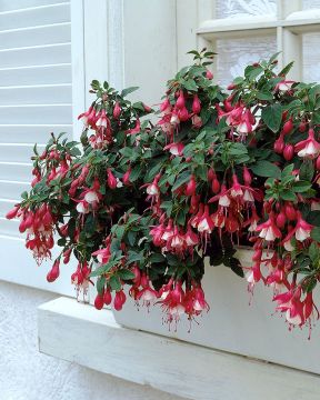 Verenpisara Lady Thumb 3 kpl