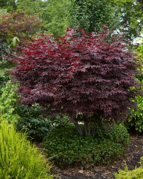 Verijapaninvaahtera Fireglow