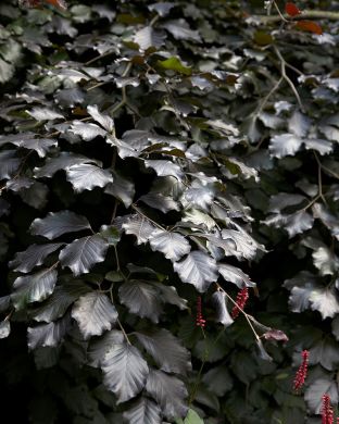 Veripyökki Atropunicea