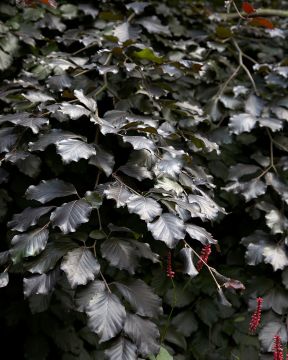 Veripyökki Atropunicea