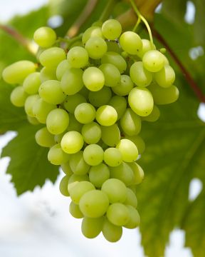 Viiniköynnös Rusbol