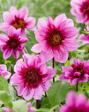 Vuokkodaalia Blue Bayou