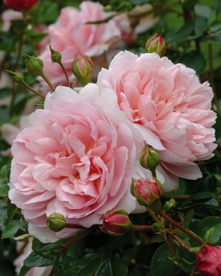 Austinruusu Wildeve™